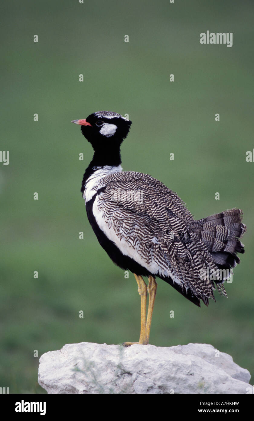 Black Korhaan, Eupodotis afra, Etosha National Park, Namibia Stock ...