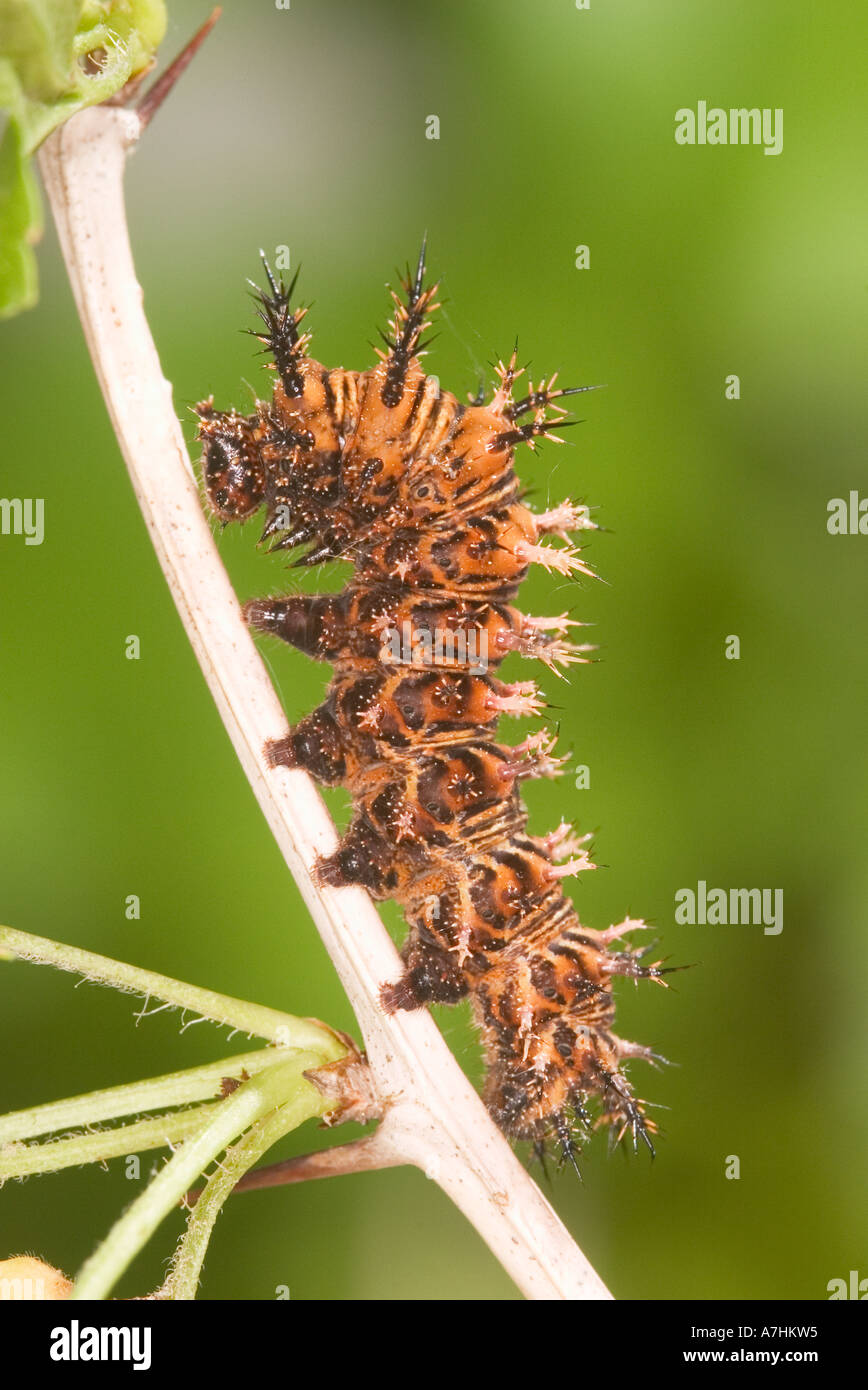 Gray Comma caterpillar Stock Photo