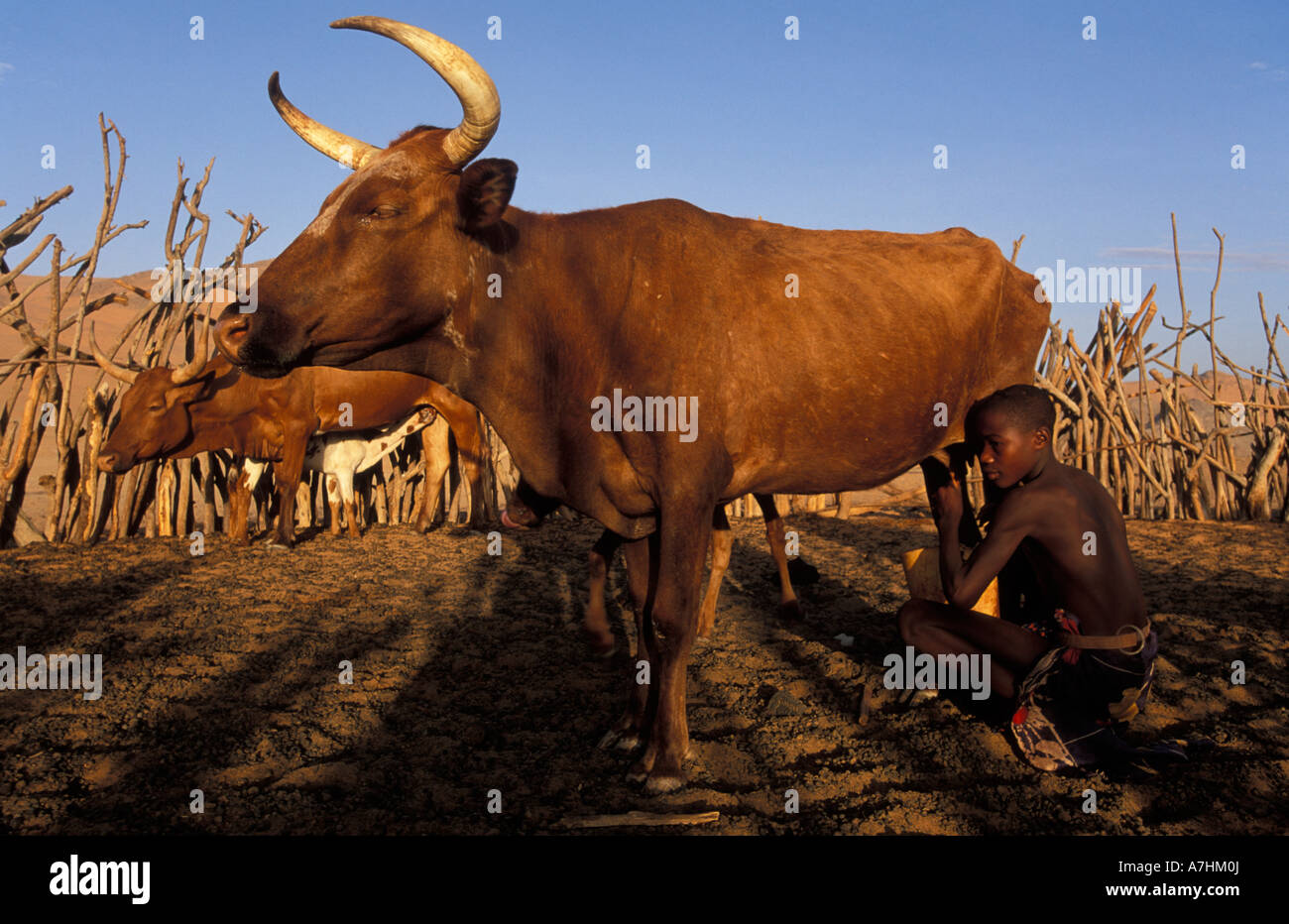 Himba Homestead High Resolution Stock Photography and Images - Alamy