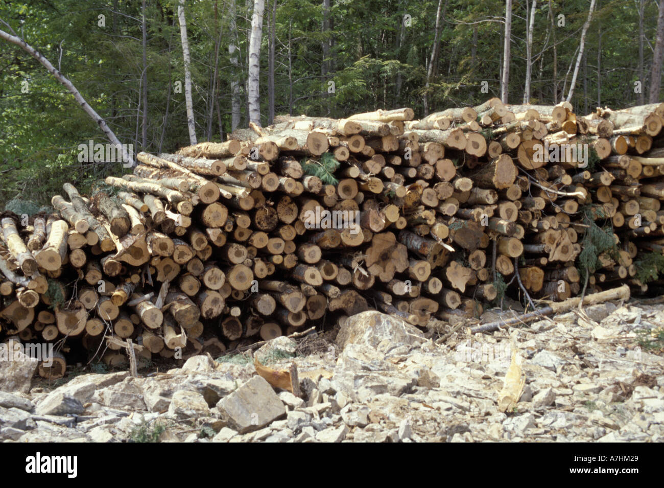 North America, US, ME, Selective Logging. Green Certification. A pile of logs on a selectively harvested site in Maine. Stock Photo
