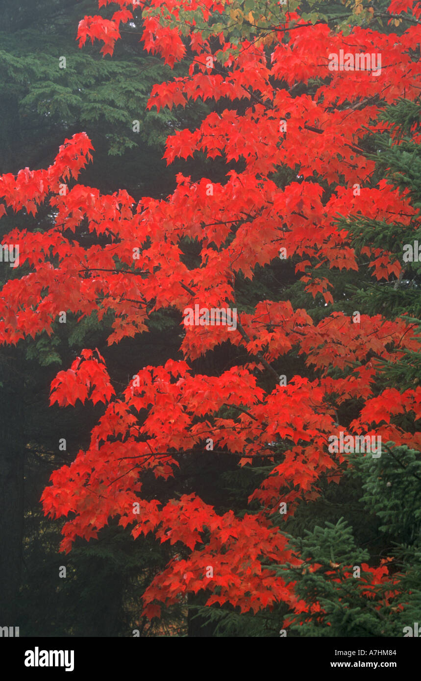 North America, U.S.A., Maine, Acadia National Park, Red foliage Stock Photo