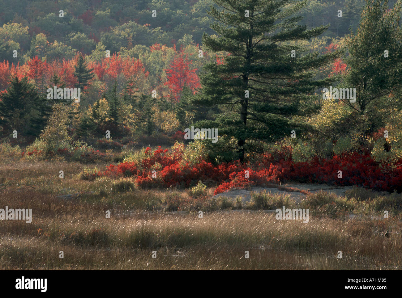 North America, U.S.A., Maine, Acadia National Park, Blueberry bushes and marsh Stock Photo