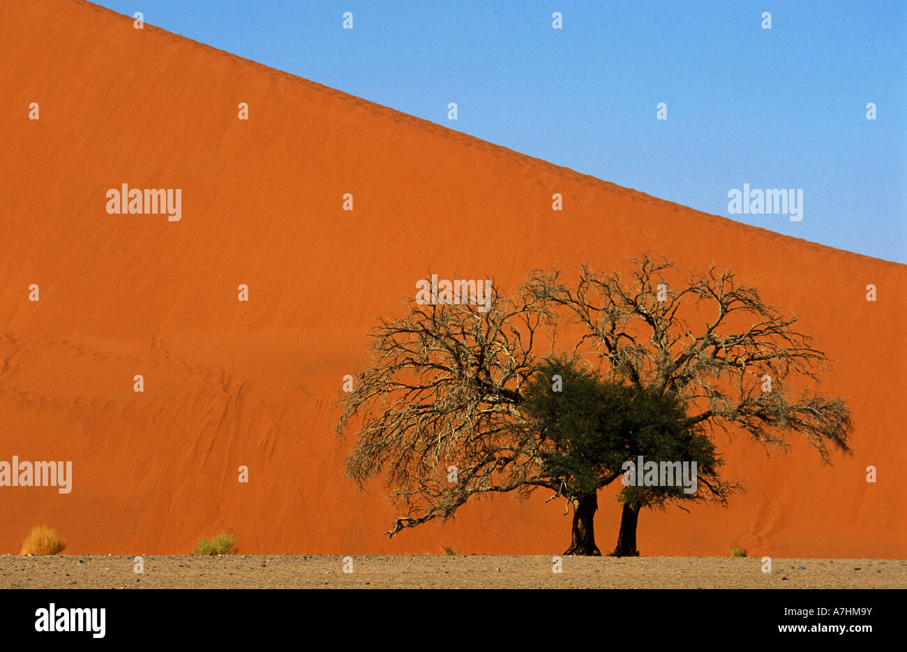 Dune 45, Namib Naukluft National Park, Namibia Stock Photo - Alamy