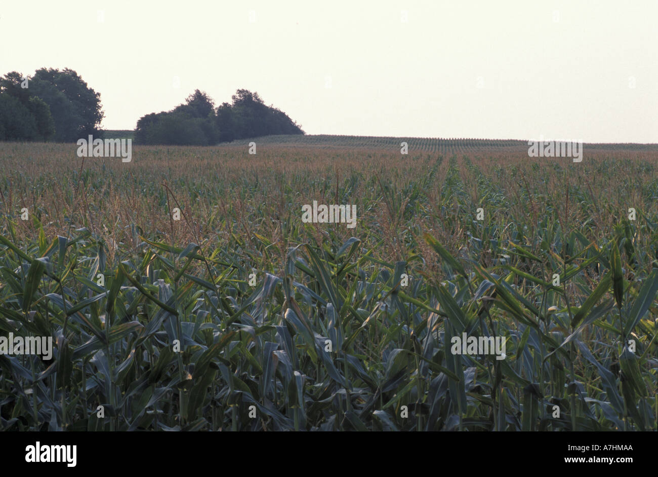 North America, US, MD, A field of corn at Chino Farms. Eastern Shore Stock Photo Alamy