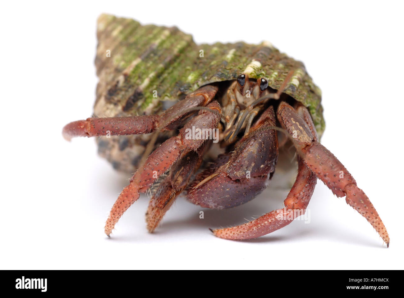 Land Hermit Crab Coenobita clypeatus Stock Photo