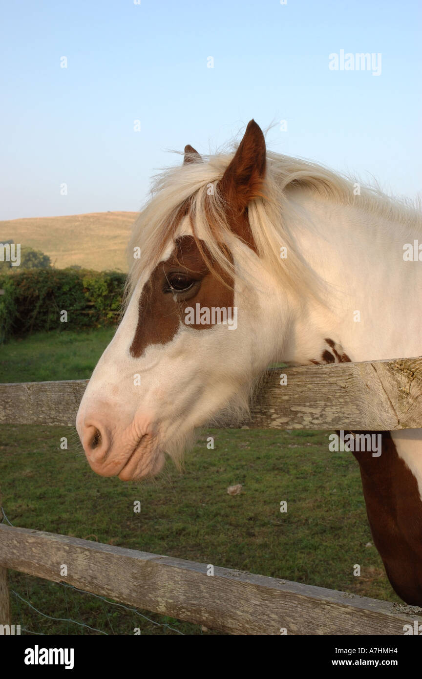 horse looking over wooden fence in field in Abbotsbury Dorset U.K. Stock Photo