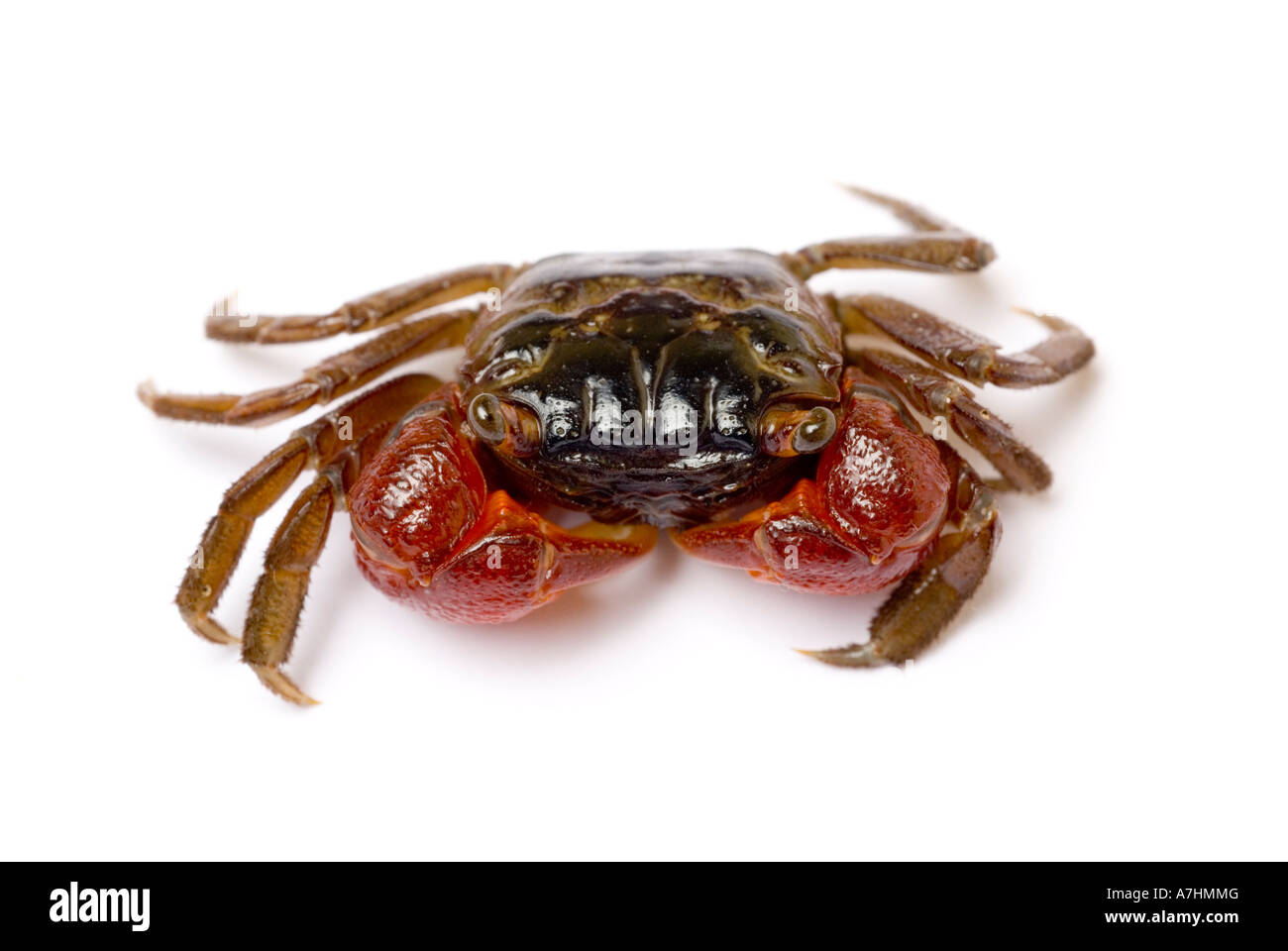 Red crab, Red Clawed Crab, Mangrove Crab Stock Photo