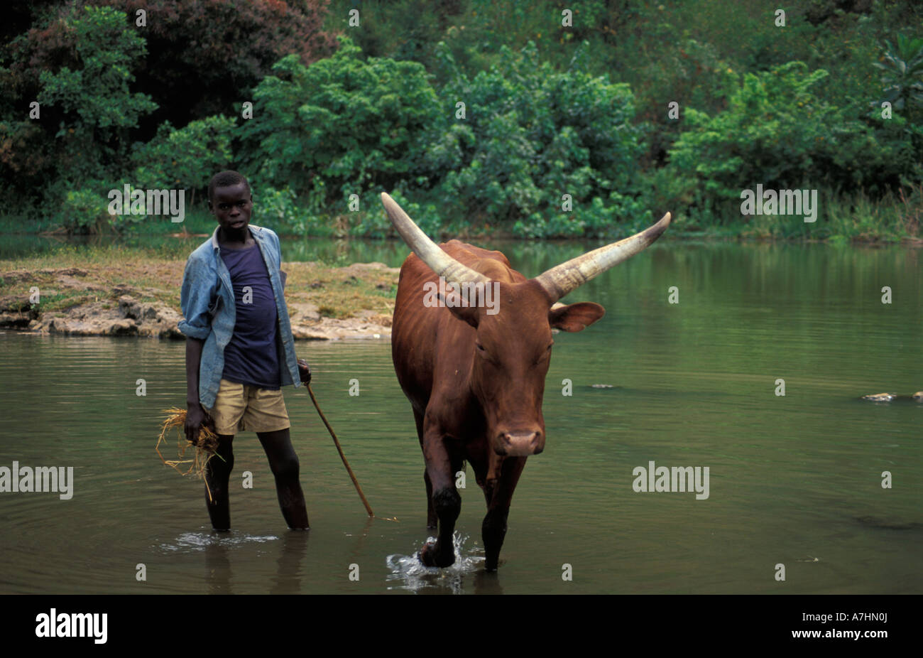 Boy washing Ankole cows in hot springs in Bugarama, Rwanda Stock Photo ...