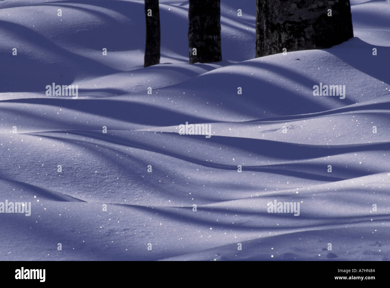Tree Shadows & Tree Trunks On Fresh Snow; Deerton, MICHIGAN Stock Photo