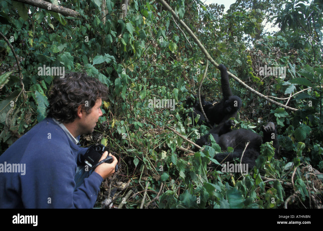 Mountain Gorilla tracking, Gorilla gorilla berengei, Virunga Mountains, Volcanoes National Park, Rwanda Stock Photo