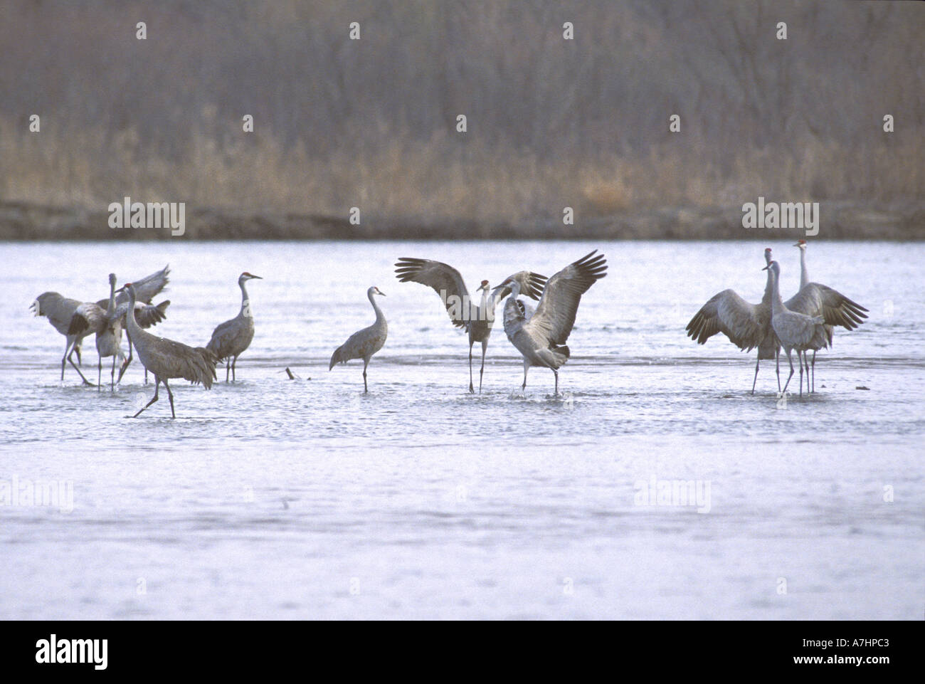 Sandhill Cranes (Grus canadensis) Platte River , NE Stock Photo Alamy