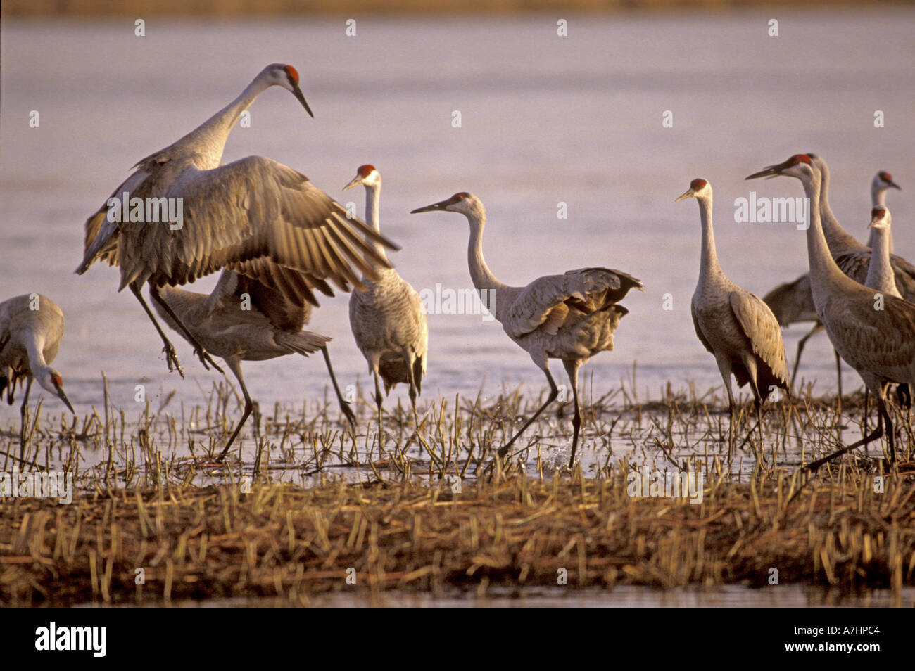 Sandhill Cranes (Grus canadensis) Platte River , NE Stock Photo Alamy