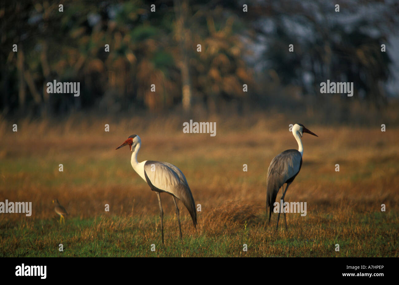 Wattled cranes pair Bugeranus carunculatus Busanga Plains Kafue National Park Zambia Stock Photo