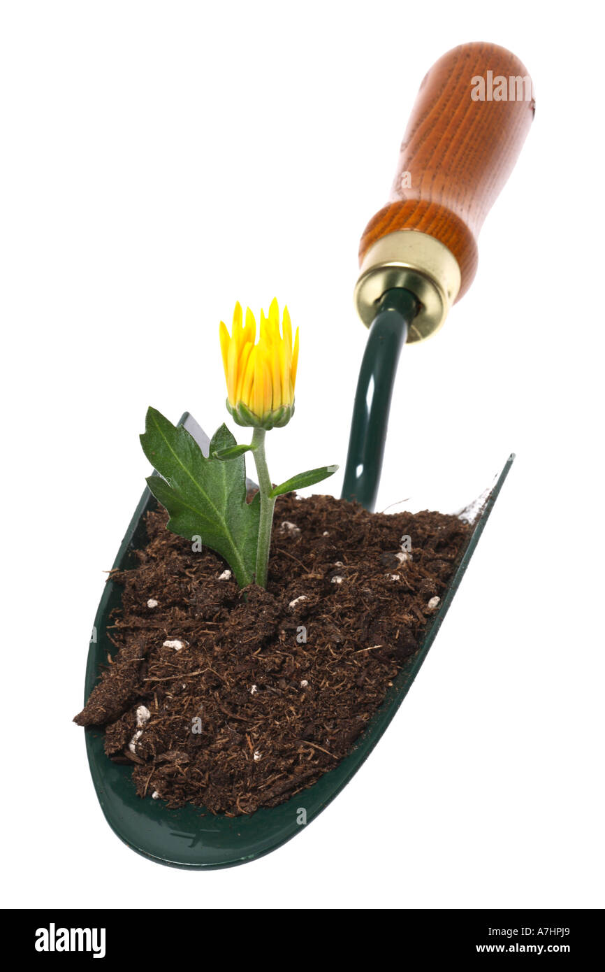 Garden shovel with potting soil and flower growing. Stock Photo