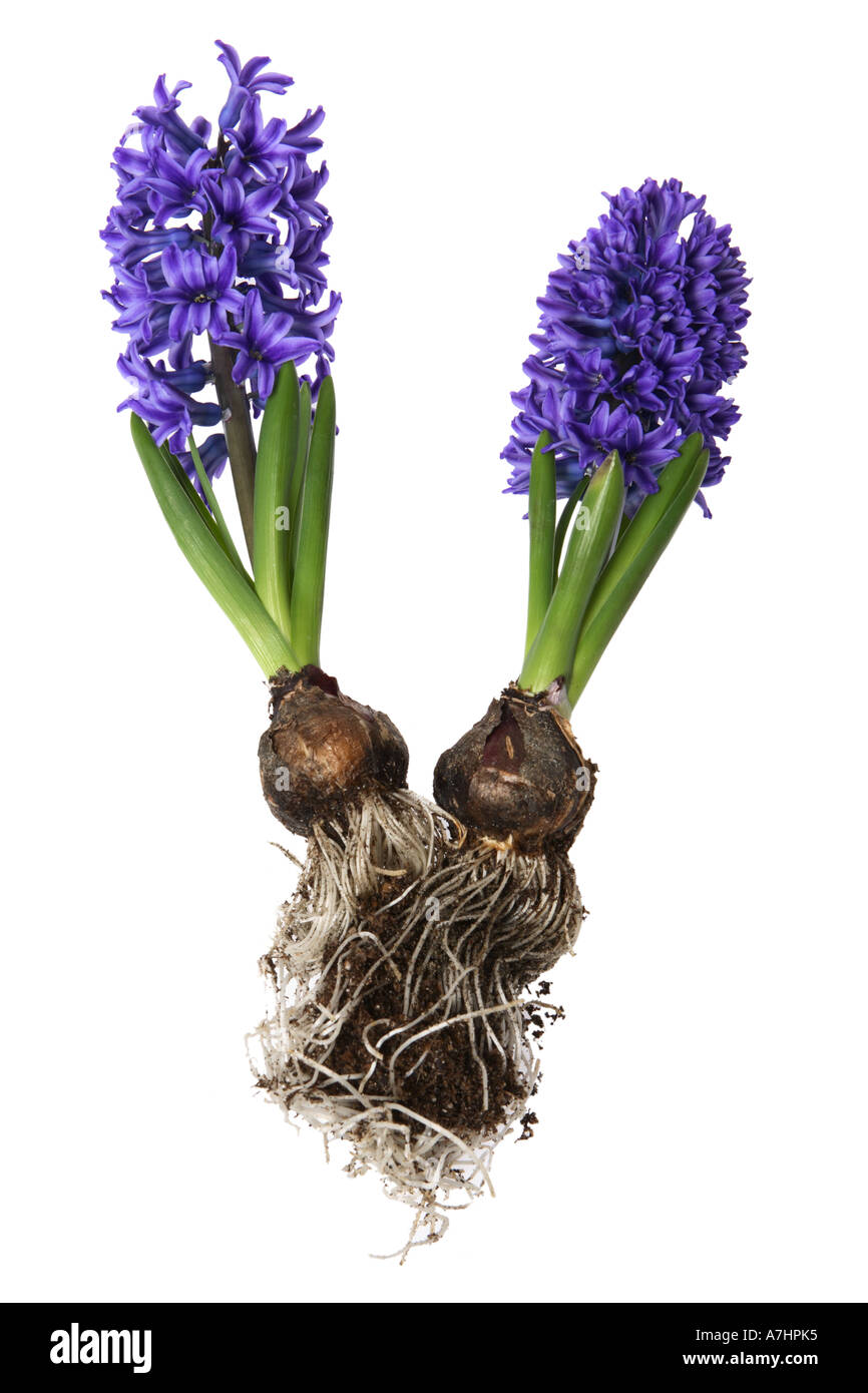 Purple Hyacinth with bulbs and roots Stock Photo
