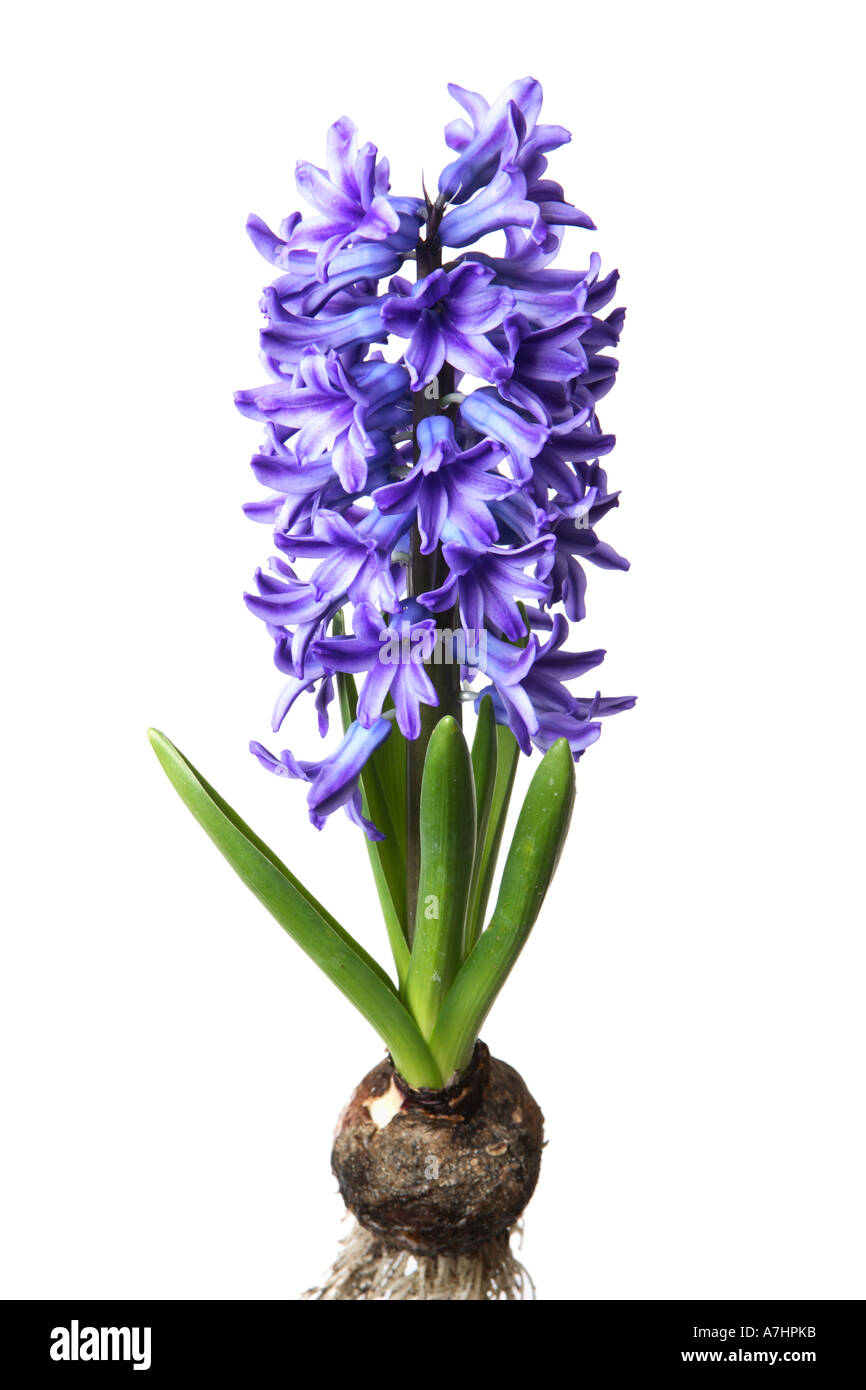 Purple Hyacinth growing from bulb Stock Photo