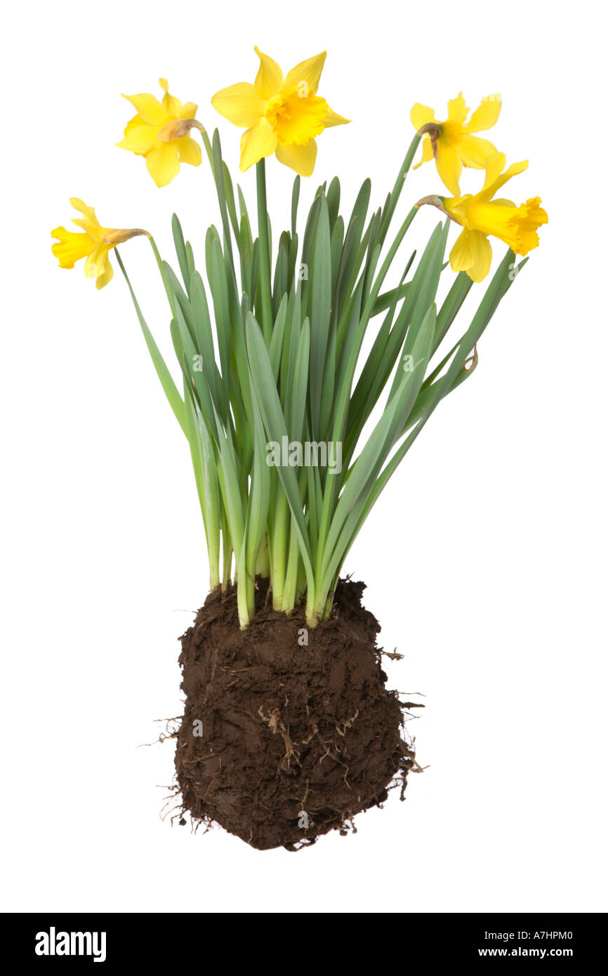 Daffodils with bulbs roots and soil attached. Stock Photo