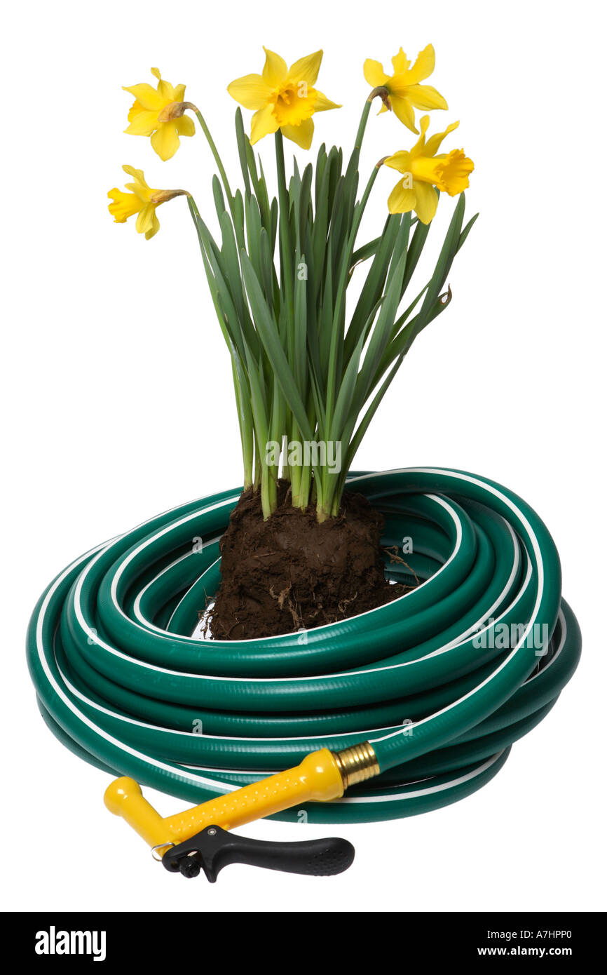 Garden hose and daffodils Stock Photo