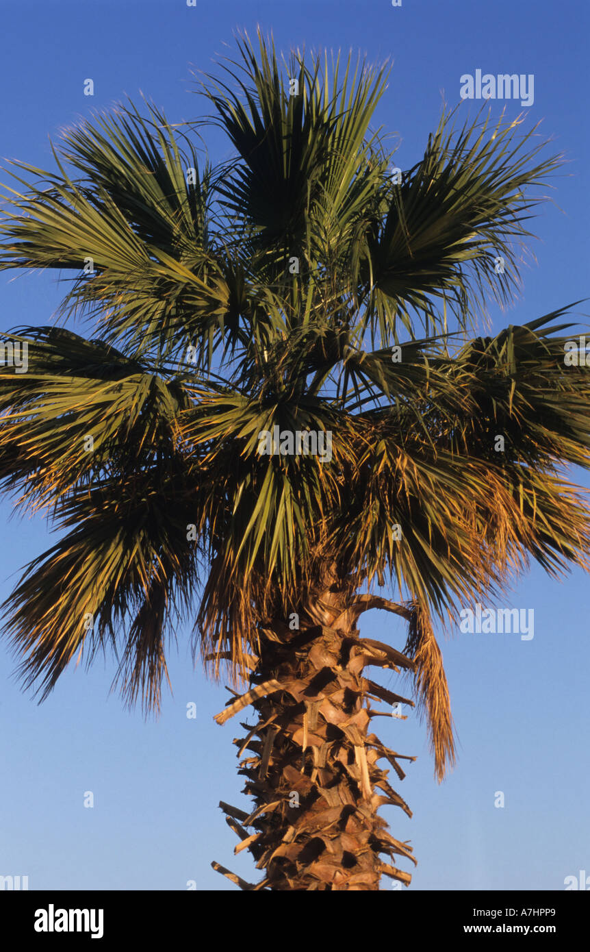 Palm tree hi-res stock photography and images - Alamy