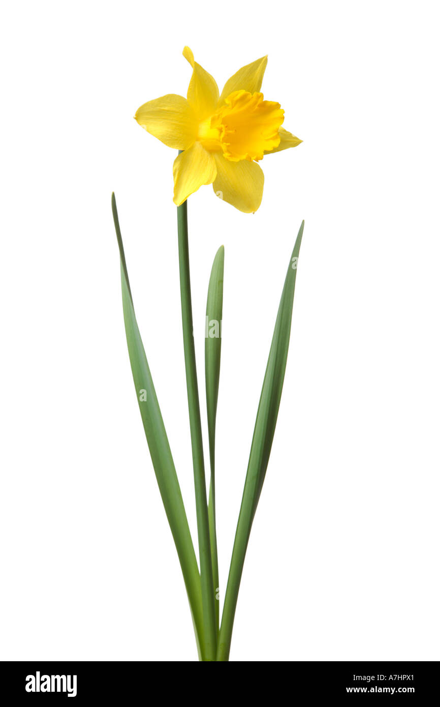Daffodil flower cutout Stock Photo