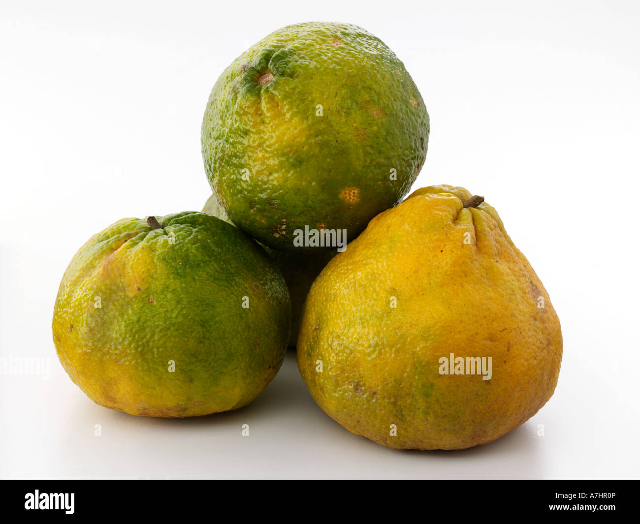Ugli fruit on a white background editorial food Stock Photo Alamy