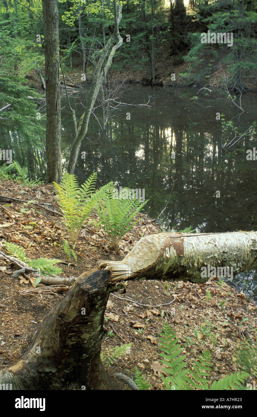 North America, US, NH, A beaver's work along Woodman Brook, a tributary of the Lamprey River. Stock Photo