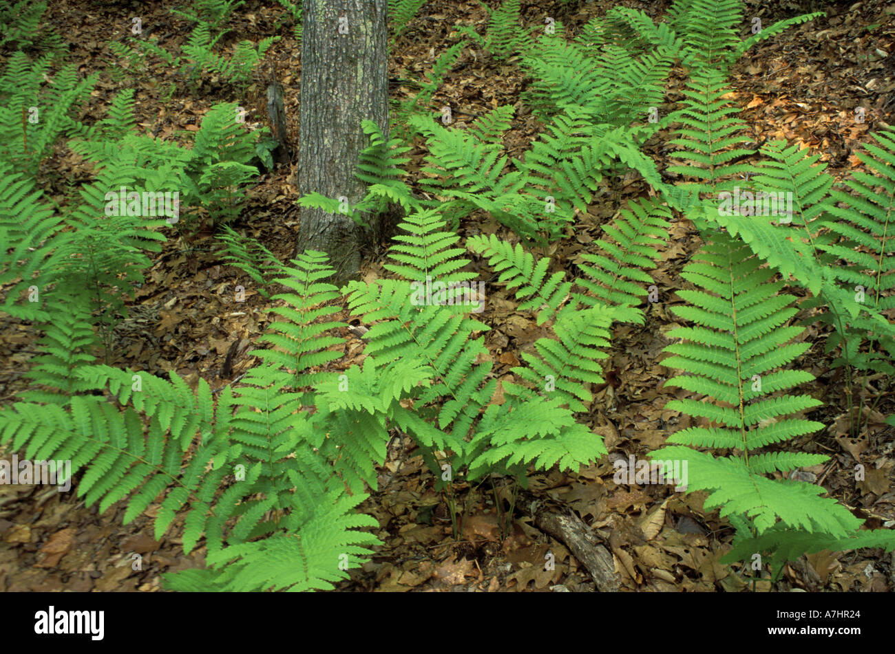 North America, US, NH, Ferns in the woods next to Woodman Brook, a tributary of the Lamprey River. Stock Photo