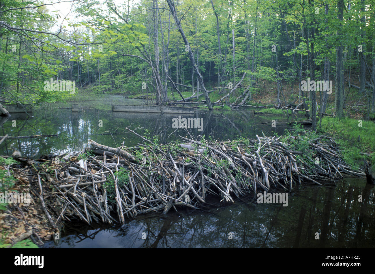 North America, US, NH, A beaver dam in Woodman Brook, a tributary of the Lamprey River. Stock Photo