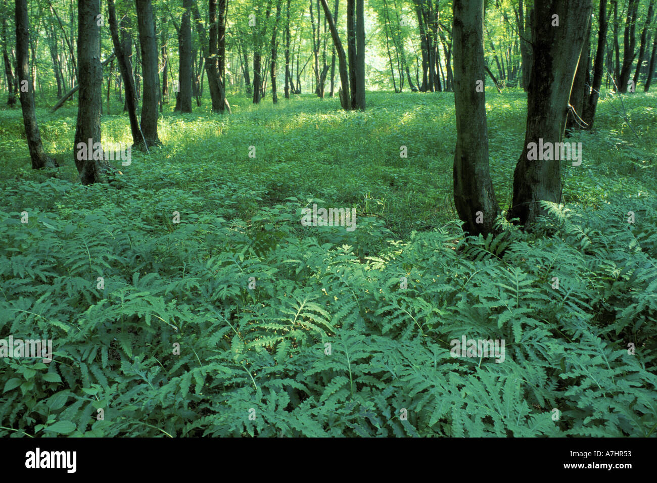 US, NH, Sensitive ferns, Onoclea, sensibilis and silver maples, Acer saccharinum, floodplain forest, Upper Merrimack River. Stock Photo