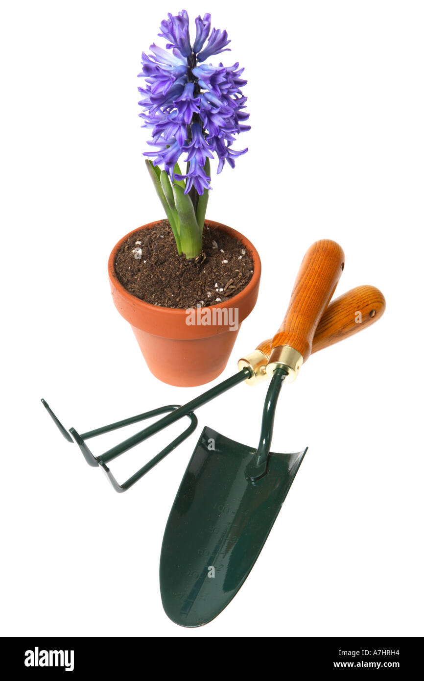 Garden tools and purple hyacinth in pot. Stock Photo