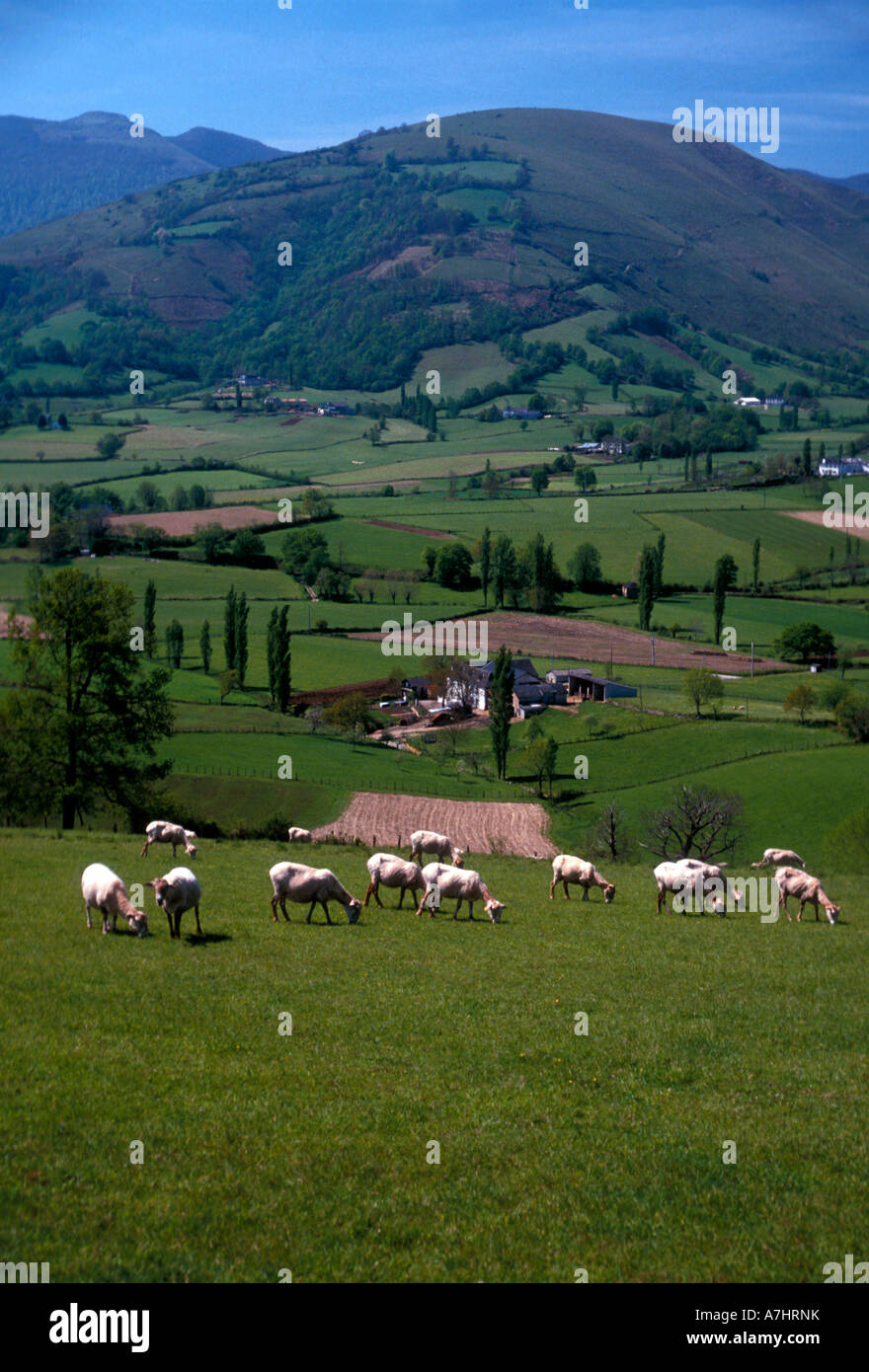 cow, cows, cattle, grazing in pasture, Pyrenees Mountains, French ...