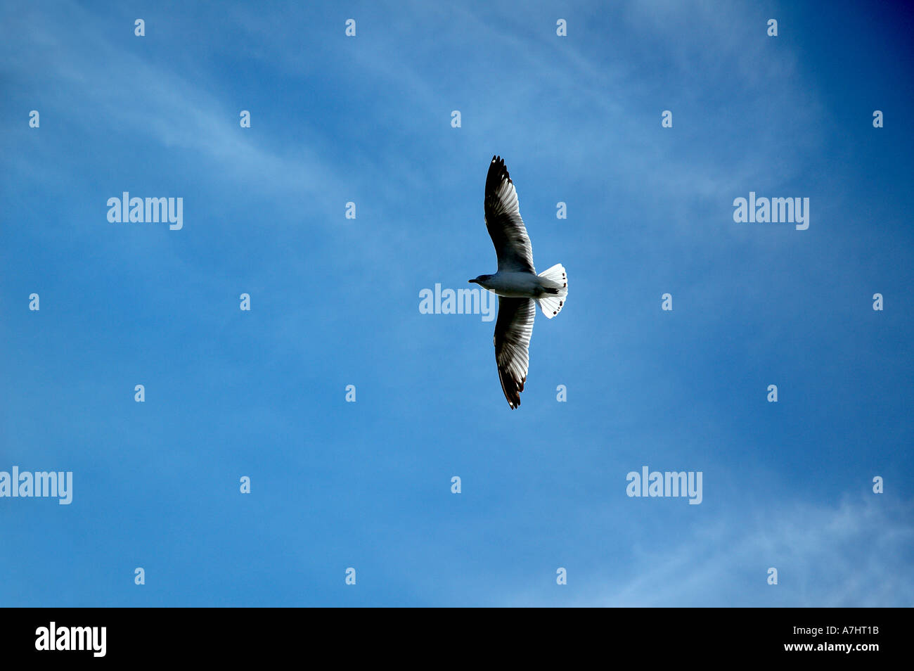 Photograph of a seagull gliding against a clear blue sky Light passing through its wings seagull bird animal blue sky clear day Stock Photo