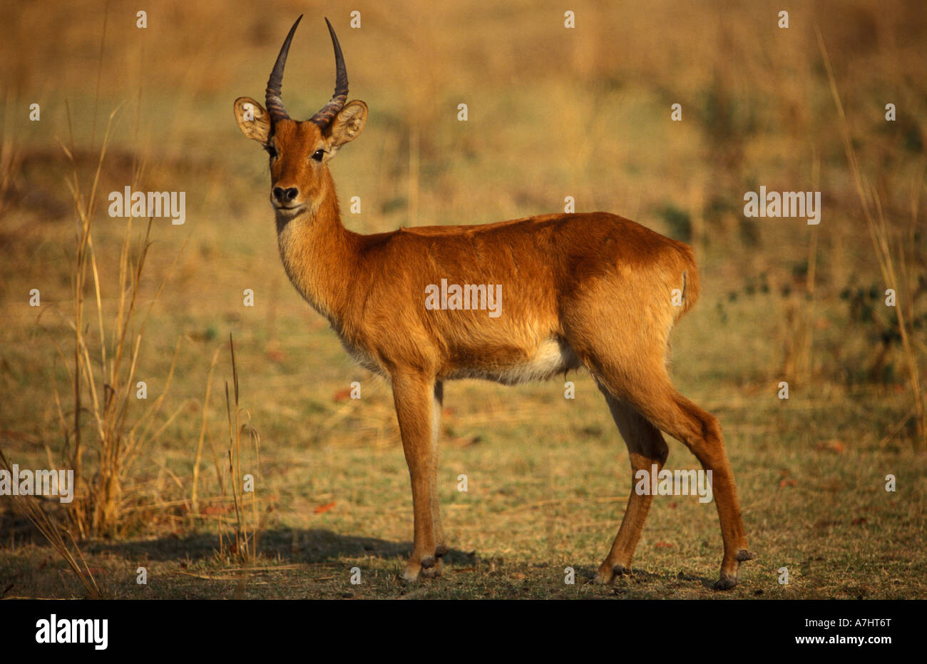 Puku at south luangwa national park hi-res stock photography and images -  Page 2 - Alamy