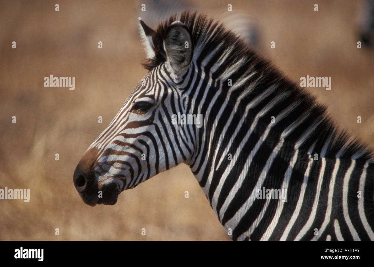 Burchell's zebra Crawshay's race Equus burchellii crawshayi South Luangwa National Park Zambia Stock Photo