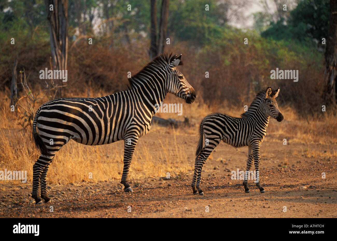 Burchell's zebra with young Crawshay's race Equus burchellii crawshayi South Luangwa National Park Zambia Stock Photo