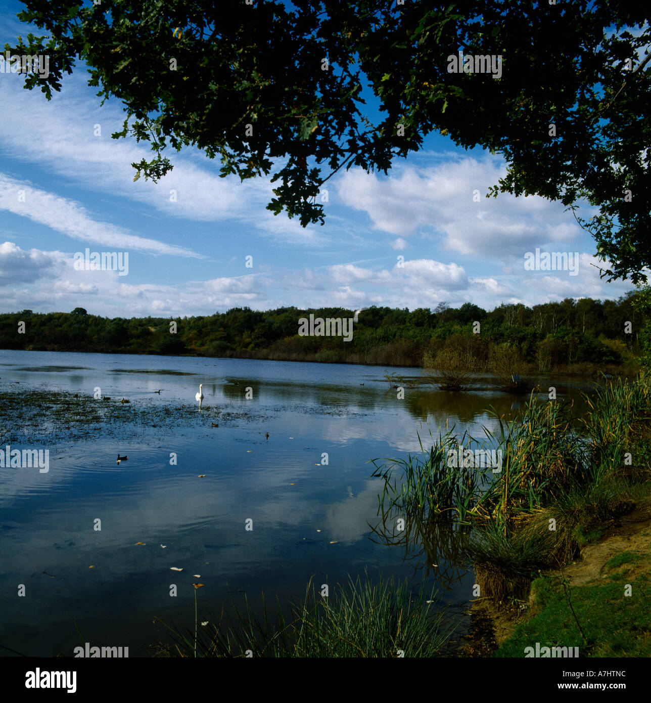 Stew pond epsom hires stock photography and images Alamy