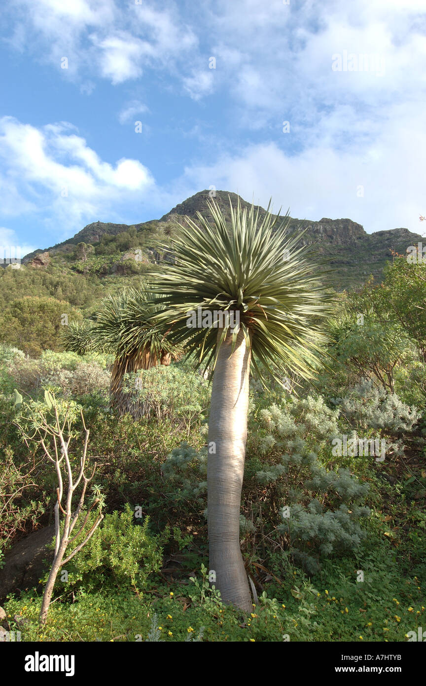 Drago Tree Tenerife against Blue Skies Stock Photo