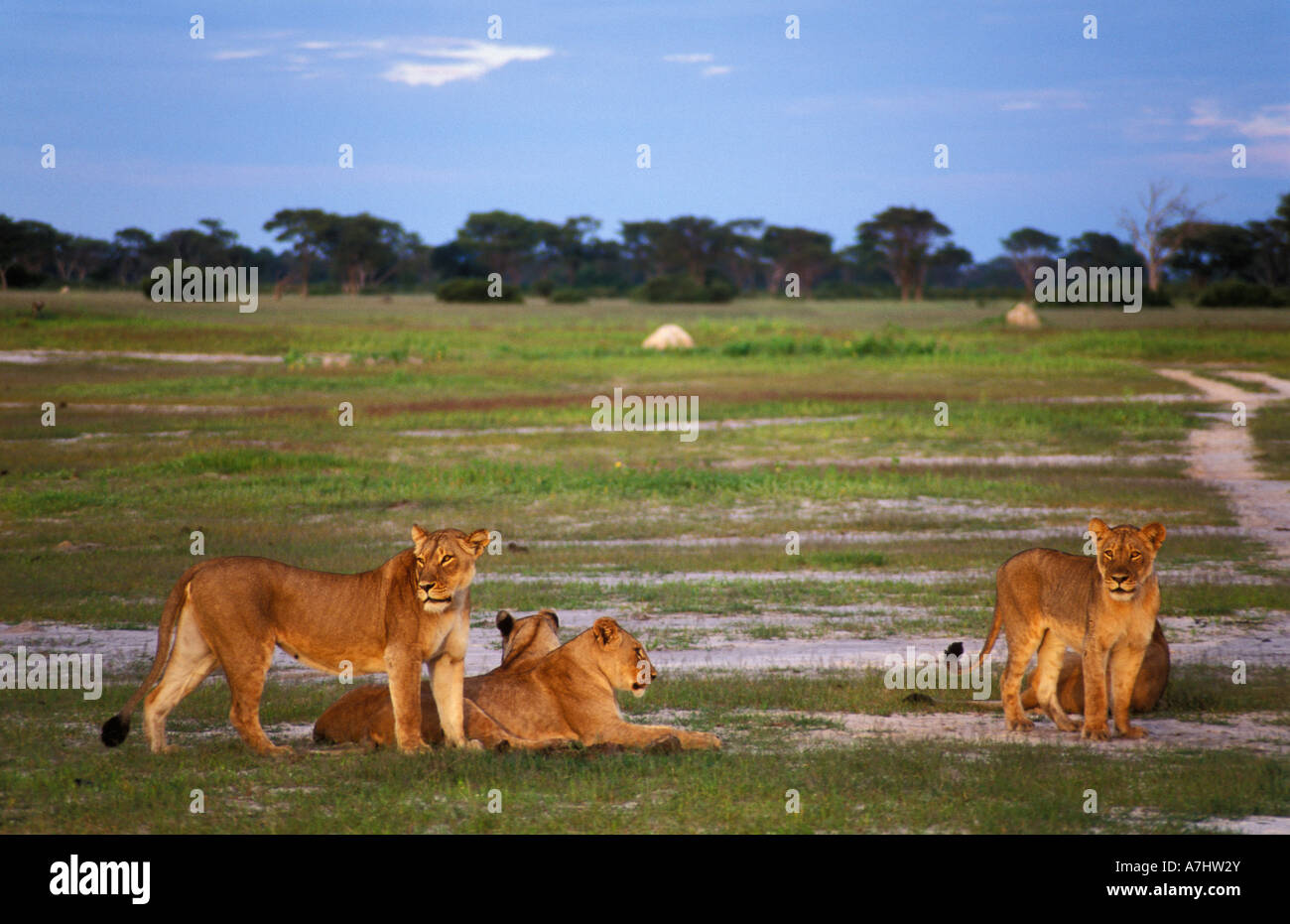 pride of lions Panthera leo Hwange National Park Zimbabwe Stock Photo ...