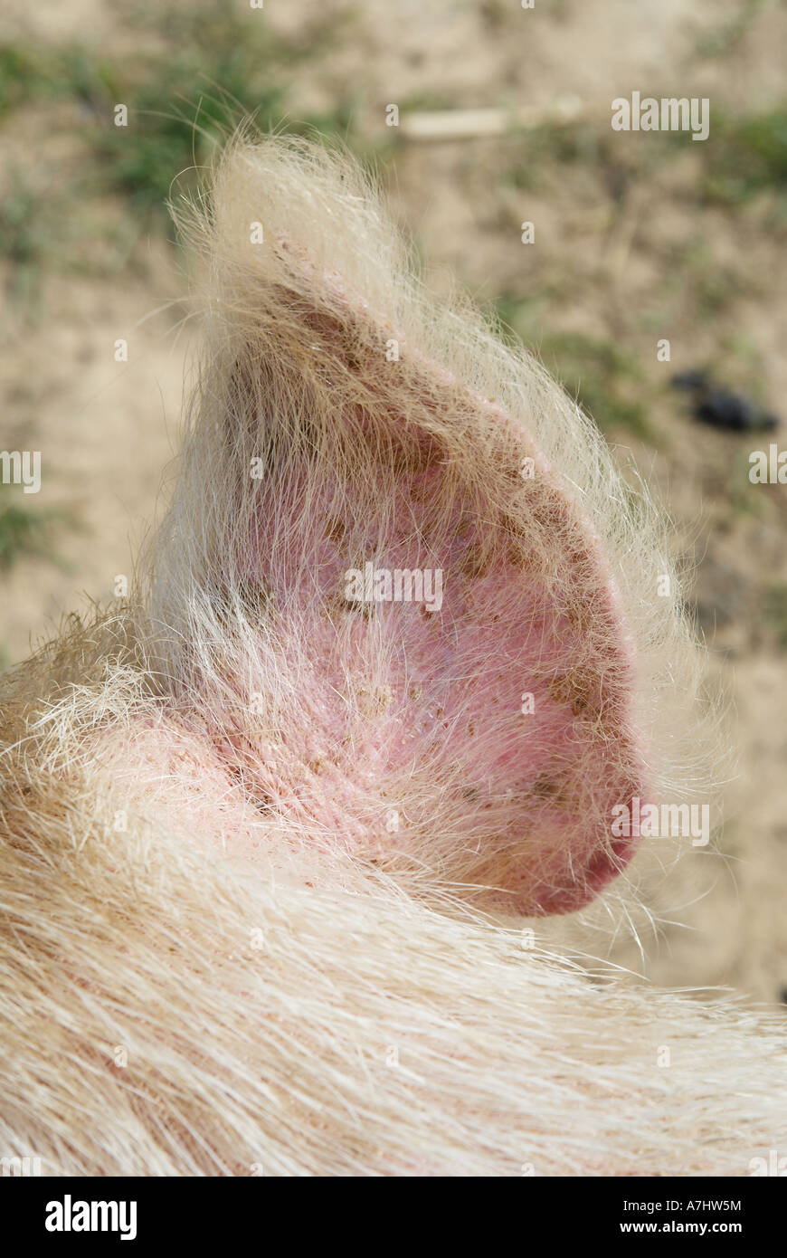 Pigs ear or silk purse the ear of a Middle White sow Stock Photo Alamy