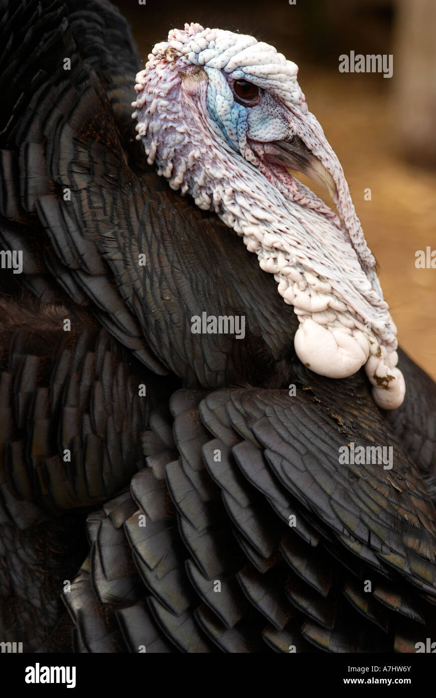 Norfolk Black stag turkey with raised feathers Stock Photo