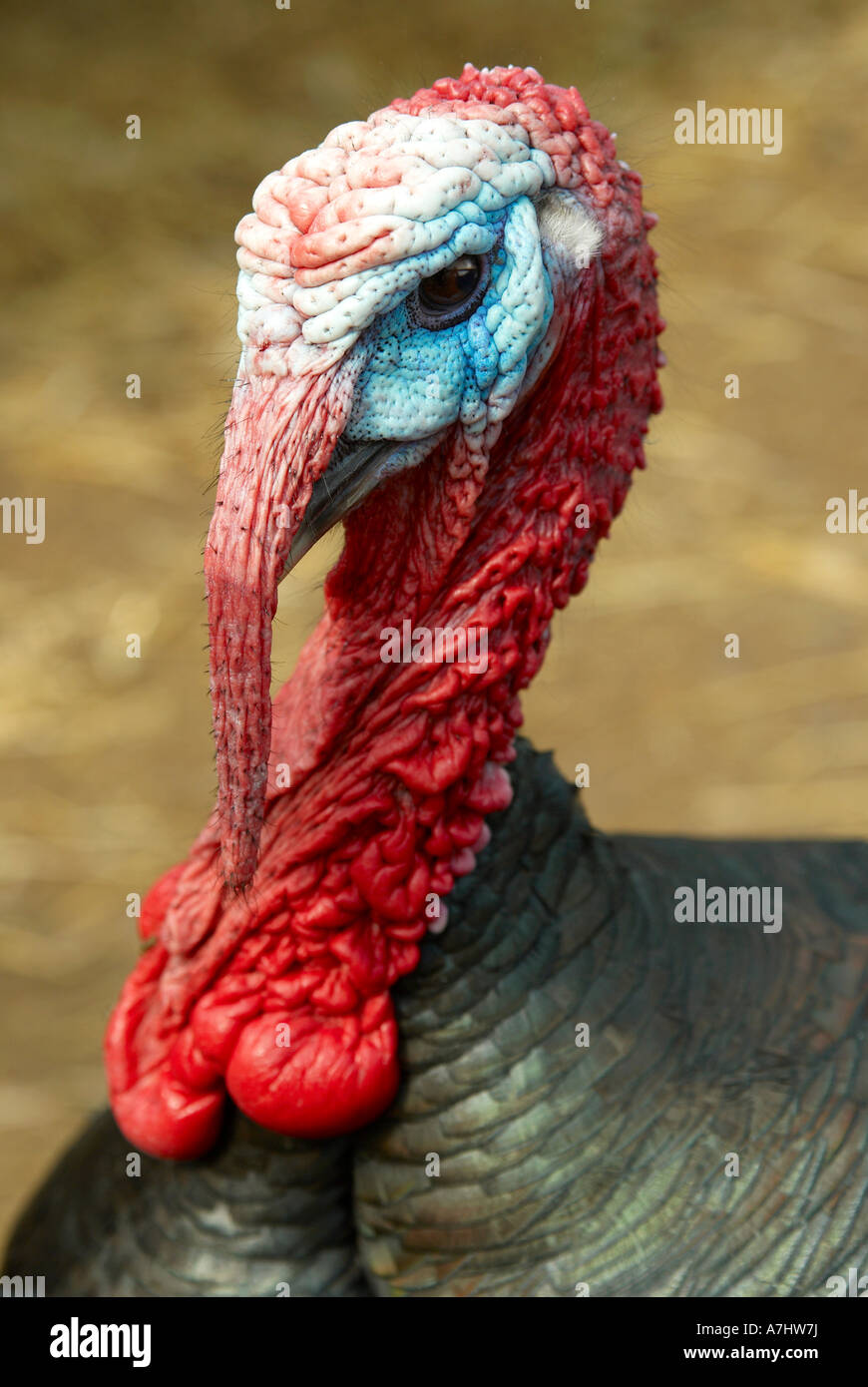 Norfolk Black stag turkey displaying to frighten off potential enemies. Stock Photo