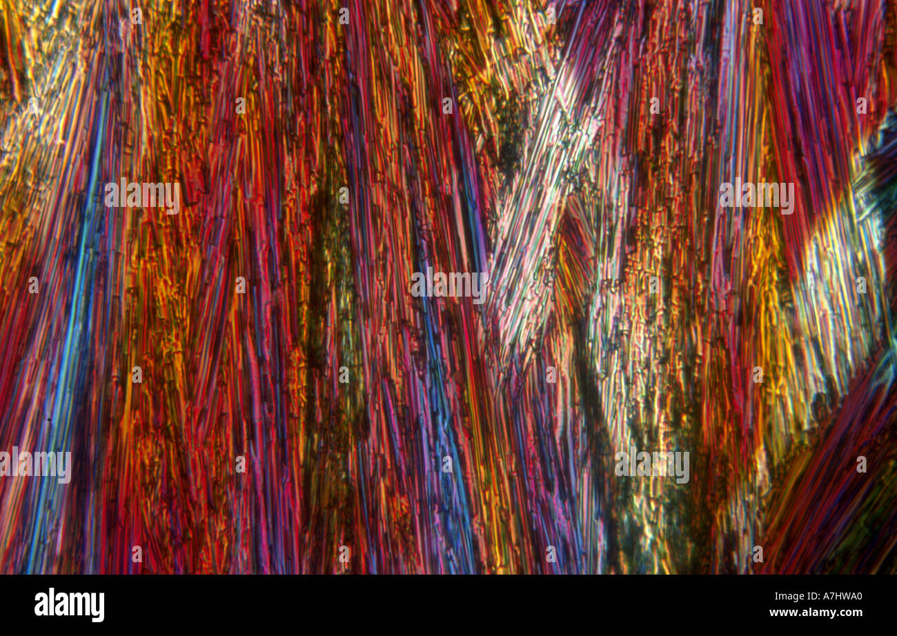 Menthol mint microscope photo 10x10 Stock Photo