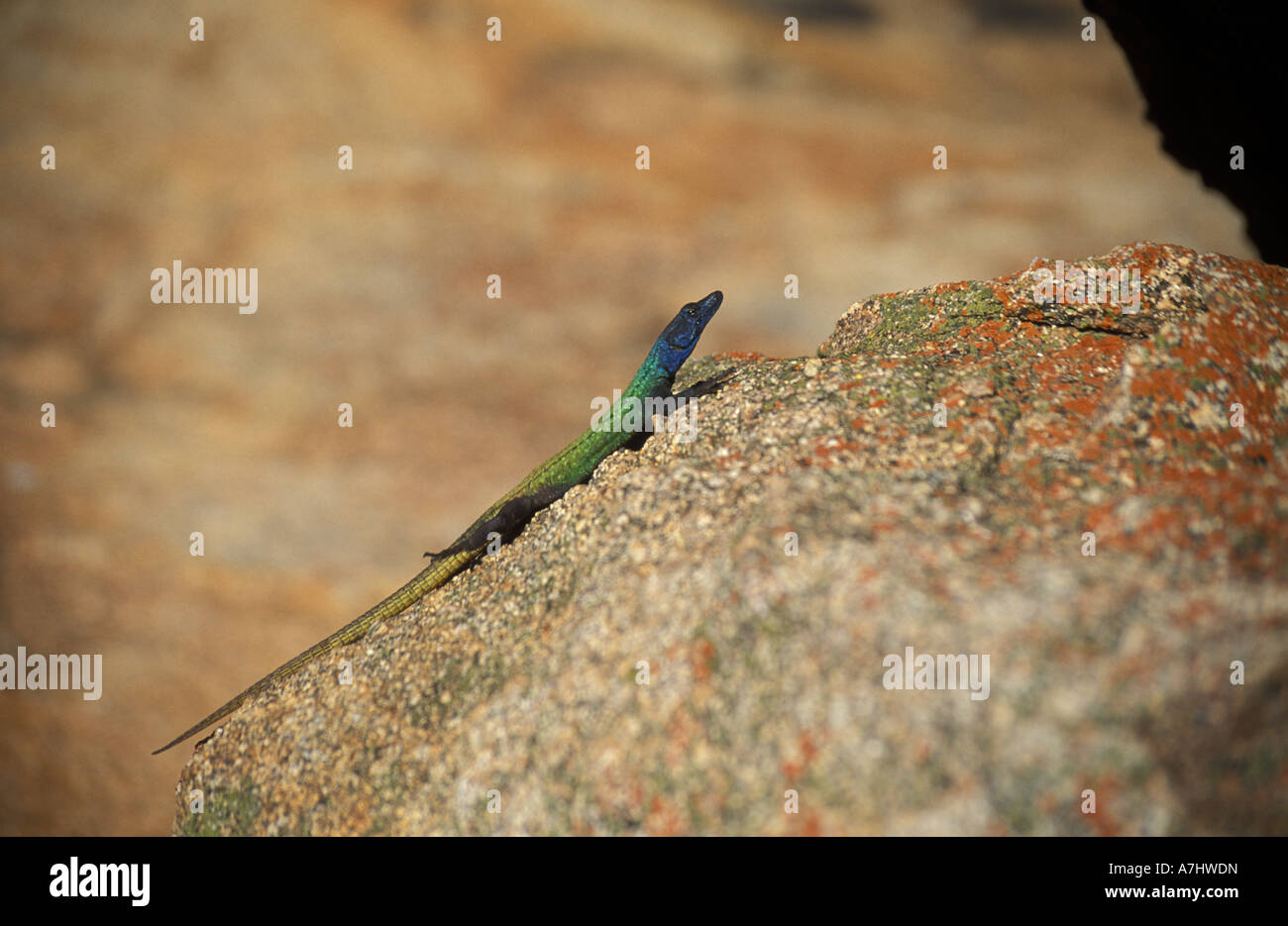 Common flat lizard Platysaurus intermedius Matobo National Park Zimbabwe Stock Photo