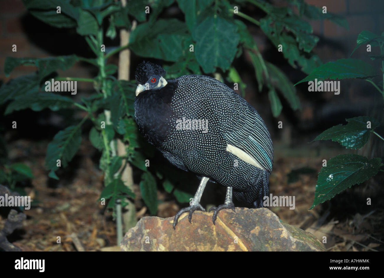 Crested guineafowl Guttera pucherani Zimbabwe Stock Photo Alamy