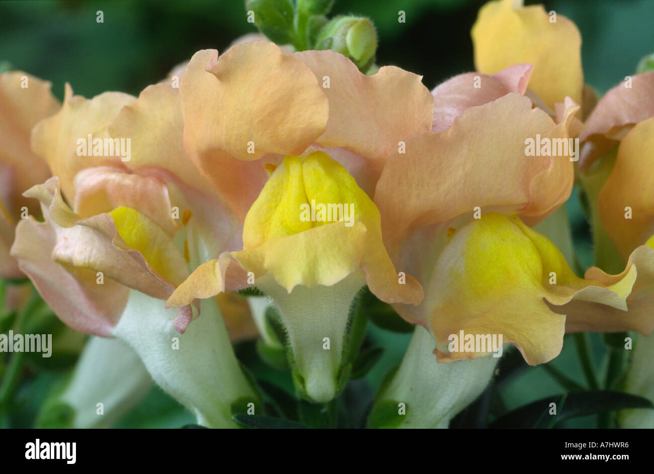 Antirrhinum majus 'Delice' Snapdragon. Stock Photo