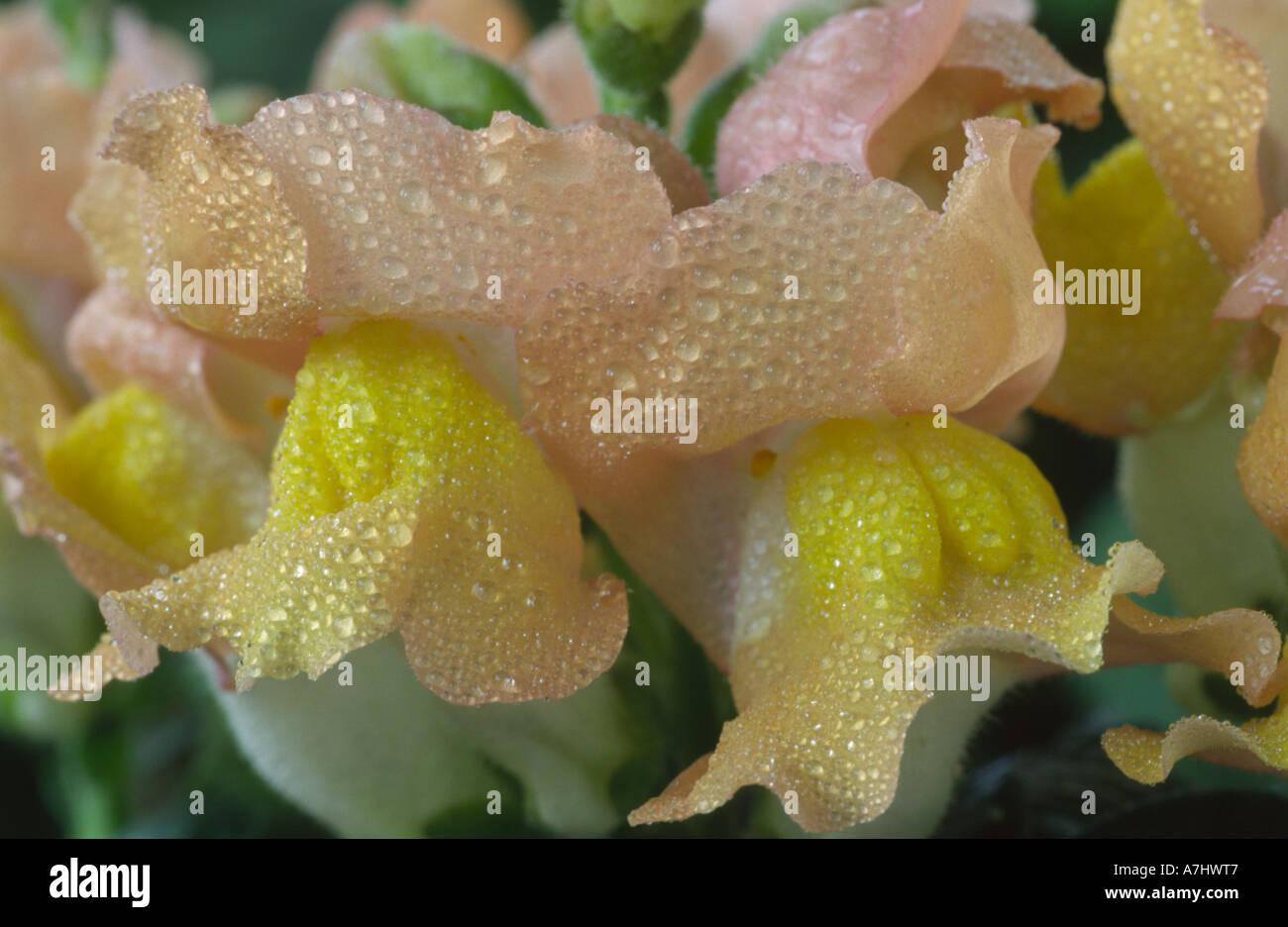 Antirrhinum majus 'Delice' Snapdragon. Stock Photo