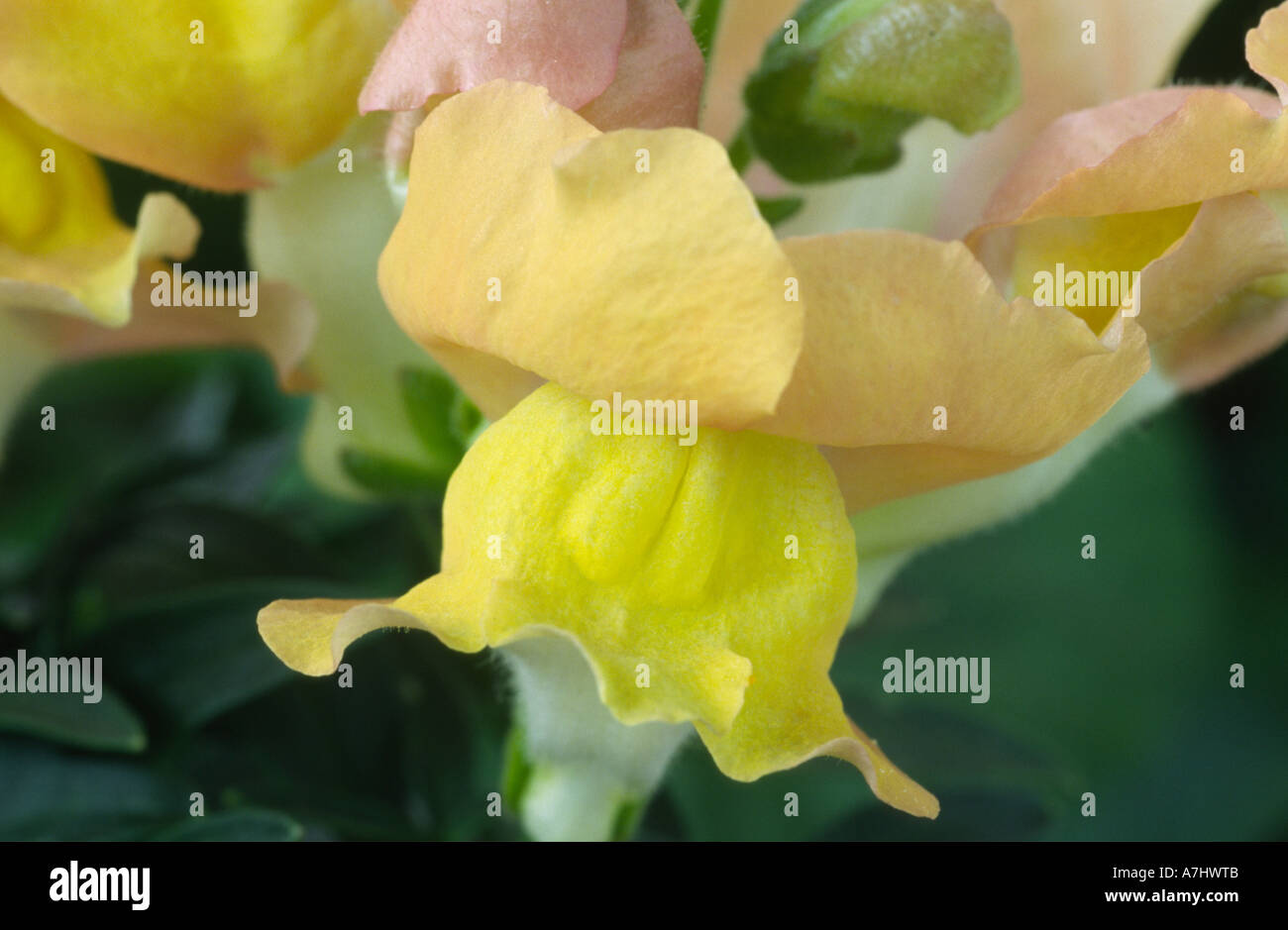 Antirrhinum majus 'Delice' Snapdragon. Stock Photo
