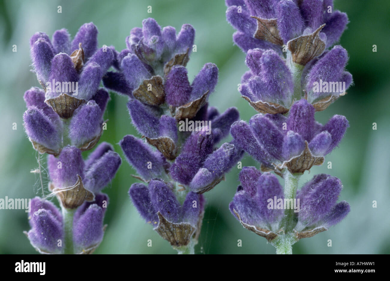 Lavandula angustifolia 'Hidcote' AGM Lavender. Stock Photo