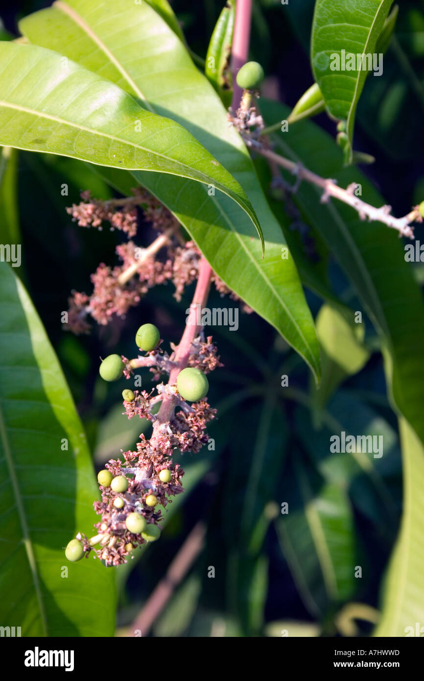 The raw Mango fruit growing at the start of the season in India Stock