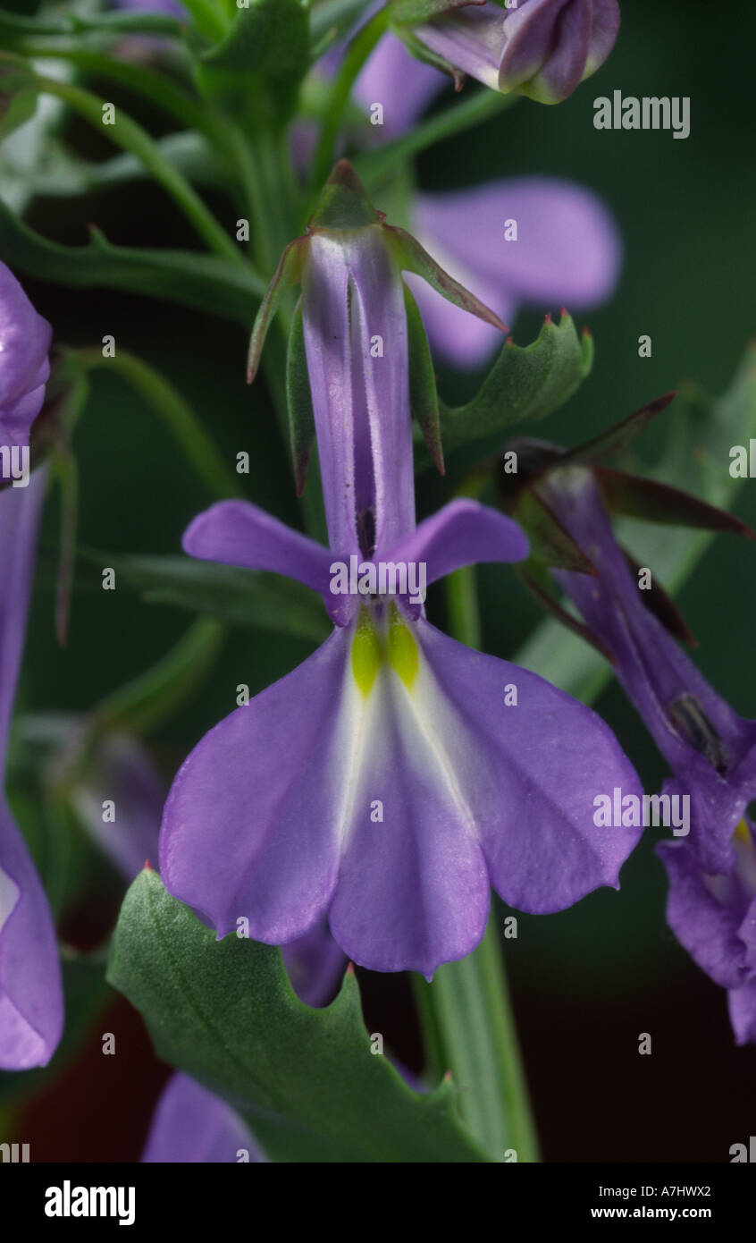 Lobelia valida 'African Skies'. Stock Photo